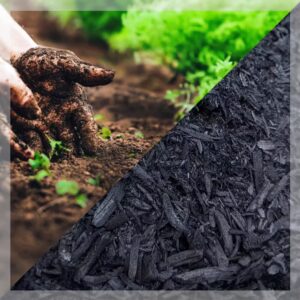 planting seedlings in soil enriched with biochar