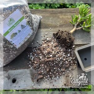 an uprooted bonsai jade plant with allgood farm bonsai master soil mix