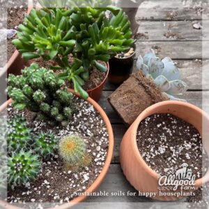 a variety of cacti planted in allgood farm cactus and succulent potting soil
