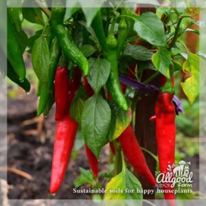chilli pepper plant