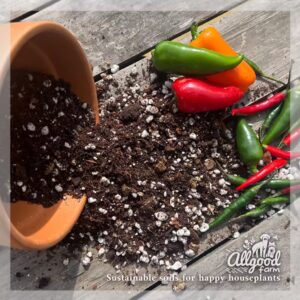 red and green chillies and spilled chilli potting soil with perlite and vermiculite