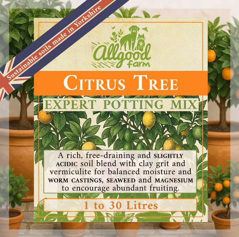 Citrus Tree Soil