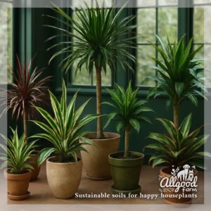 varieties of dragon tree or dracaena