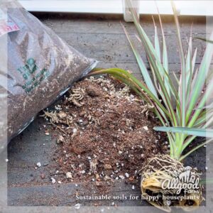 allgood farm dracaena soil