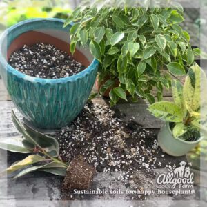 allgood farm ficus soil