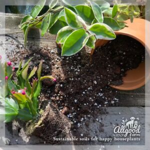 hoya and thanksgiving cactus with spilled soil