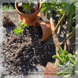 jade plants with spilled soil