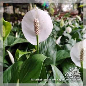 peace lily flowers
