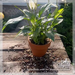 peace lily spathiphyllum soil mix with sphagnum moss