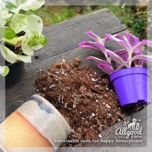 soil mix for wandering jew / tradescantia and pothos / devils ivy