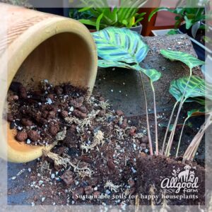 allgood farm prayer plant soil with moss, clay pebbles and biochar