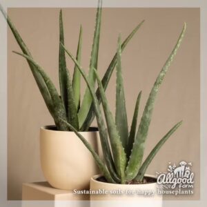 aloe vera plants in decorative pots