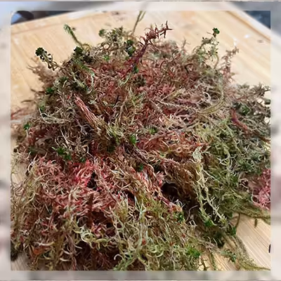 fresh welsh sphagnum moss