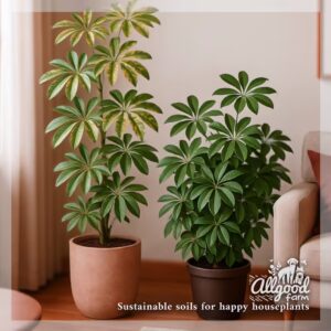 schefflera varieties
