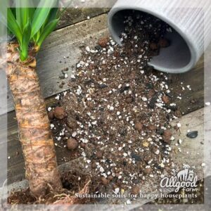 Yucca Soil - Image 2