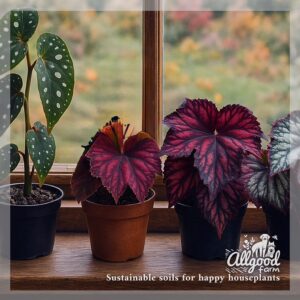 Indoor Begonia Soil - Image 2