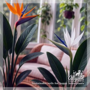 Bird of Paradise (Strelitzia) Soil - Image 4