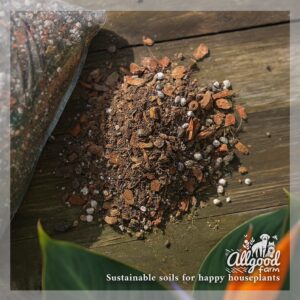 Bird of Paradise (Strelitzia) Soil - Image 2