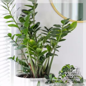 ZZ Plant Soil - Image 4