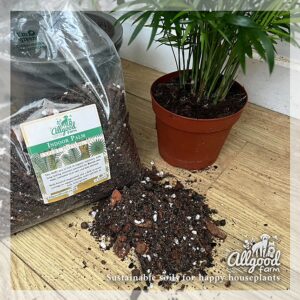 Palm Tree Soil - Image 2