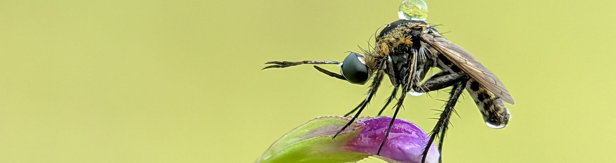 an insect on a flower