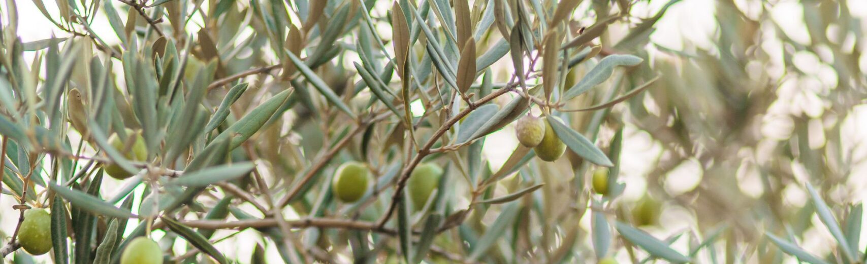 olive tree leaves