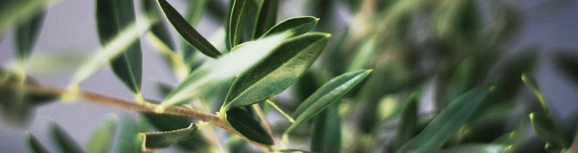 olive leaves