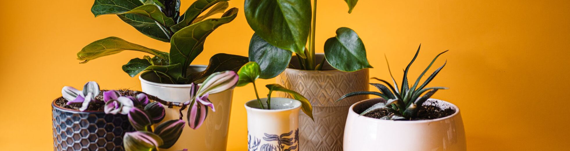 a selection of houseplants