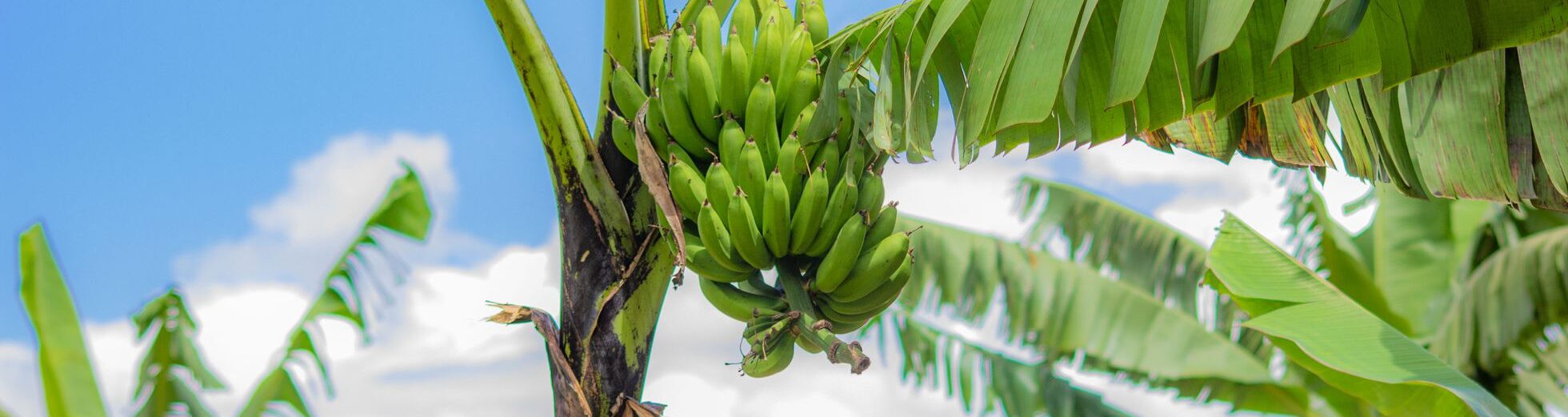 A banana tree