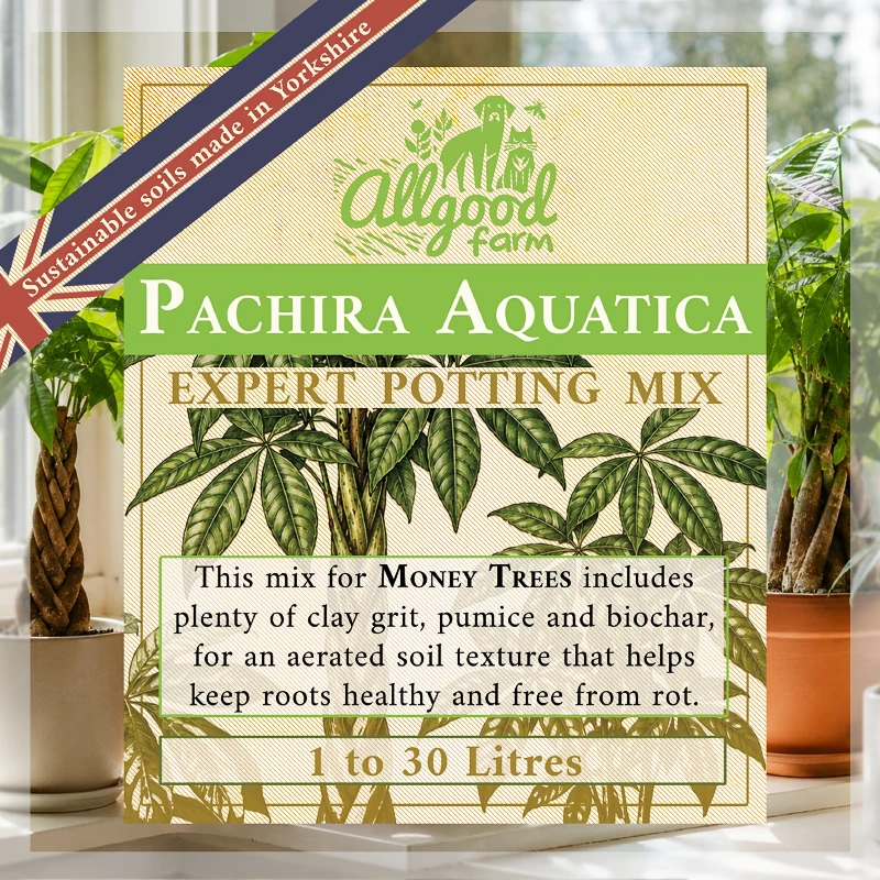 Pachira Aquatica Soil