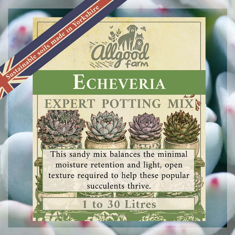 Echeveria Soil