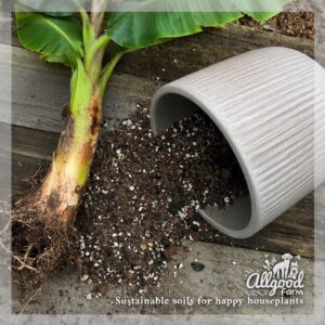 banana plant soil with perlite and clay pebbles