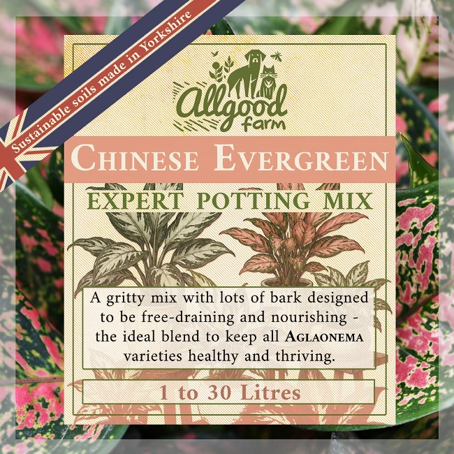 Chinese Evergreen (Aglaonema) Soil