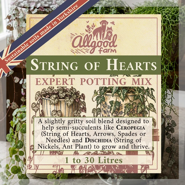 String of Hearts Soil