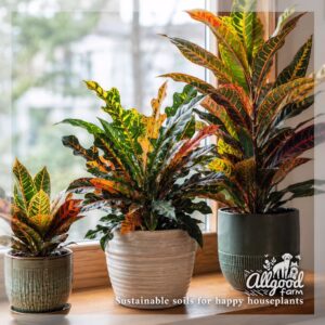 Croton (Codiaeum variegatum) Soil - Image 3