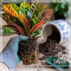 Croton (Codiaeum variegatum) Soil - Image 4